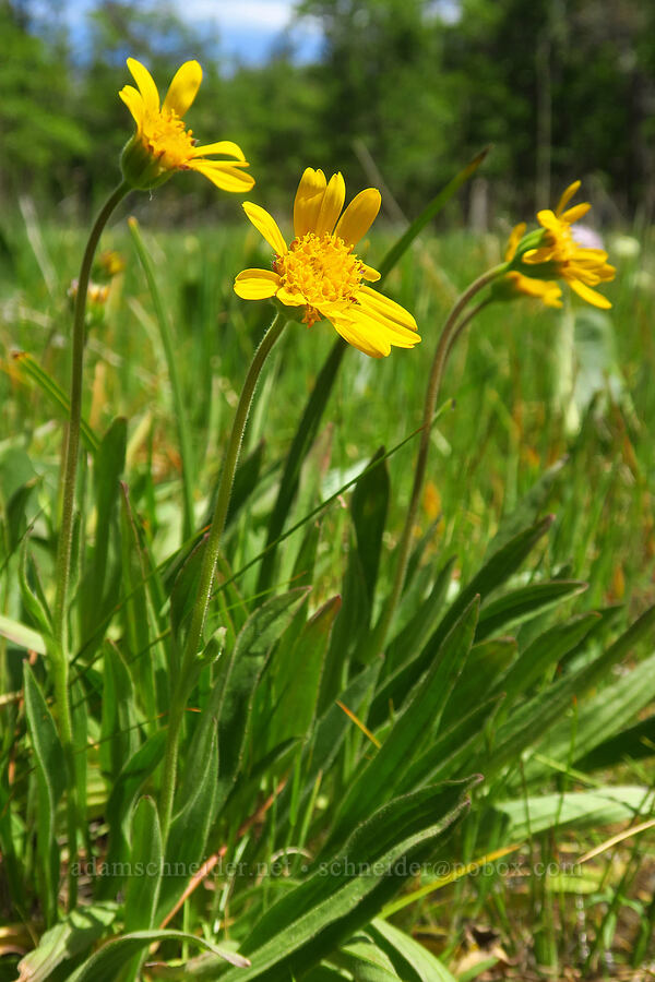 foothill arnica (Arnica fulgens) [Brooks Memorial State Park, Klickitat County, Washington]