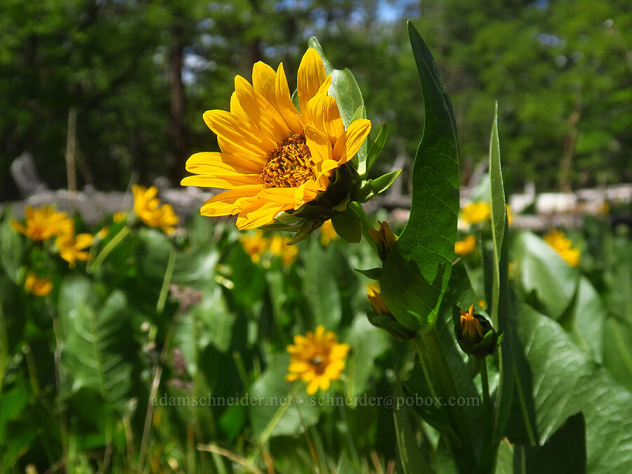 northern mule's ears (Wyethia amplexicaulis) [Brooks Memorial State Park, Klickitat County, Washington]