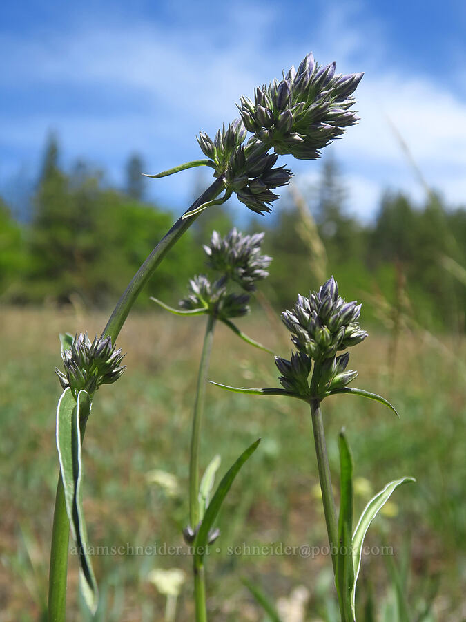 white-stem frasera, budding (Frasera albicaulis var. columbiana (Swertia columbiana)) [Brooks Memorial State Park, Klickitat County, Washington]