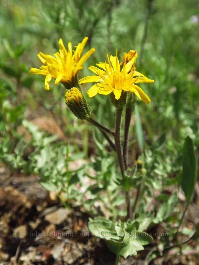 Baker's hawksbeard (Crepis bakeri) [Brooks Memorial State Park, Klickitat County, Washington]