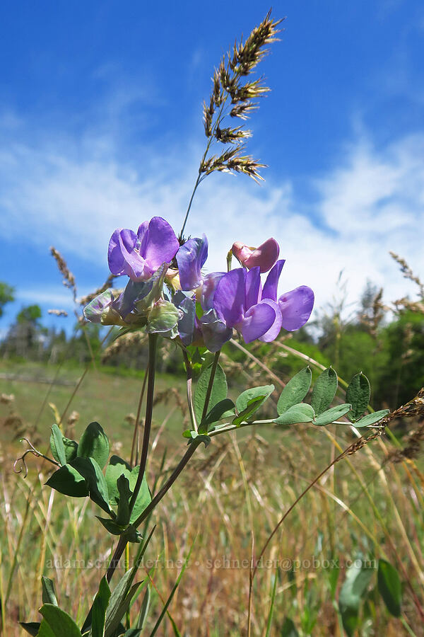 few-flowered pea-vine (Lathyrus pauciflorus) [Brooks Memorial State Park, Klickitat County, Washington]