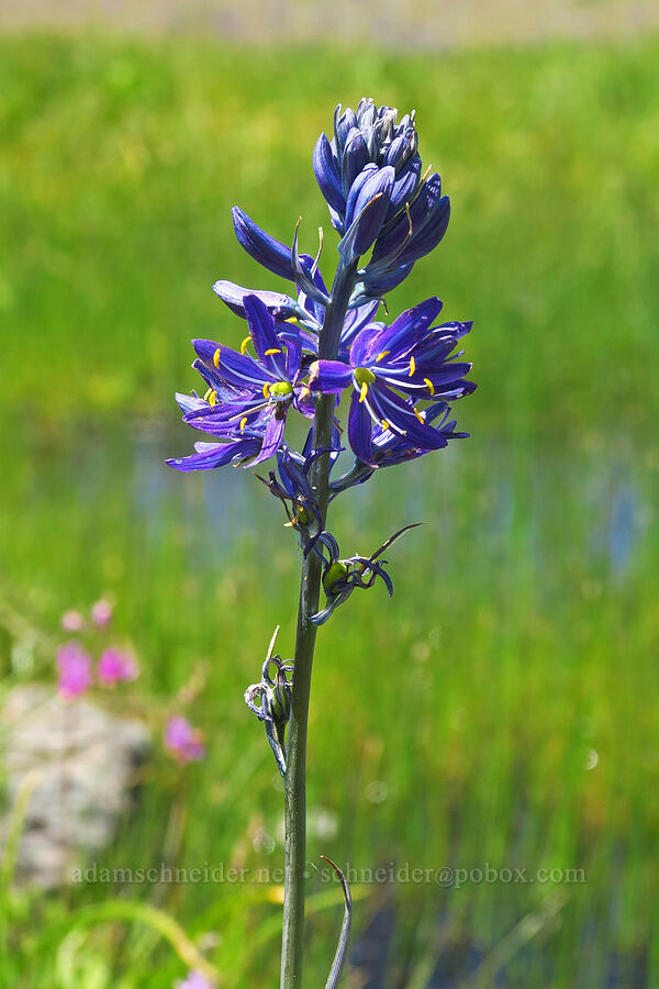 camas (Camassia quamash ssp. quamash) [Brooks Memorial State Park, Klickitat County, Washington]