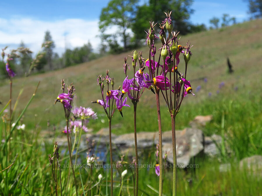 poet's shooting stars (Dodecatheon poeticum (Primula poetica)) [Brooks Memorial State Park, Klickitat County, Washington]