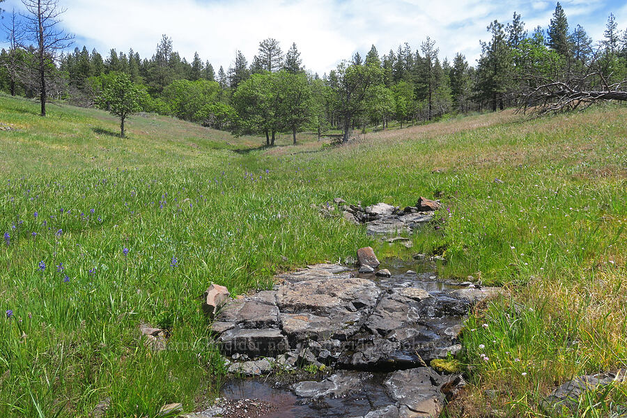 wet swale [Brooks Memorial State Park, Klickitat County, Washington]