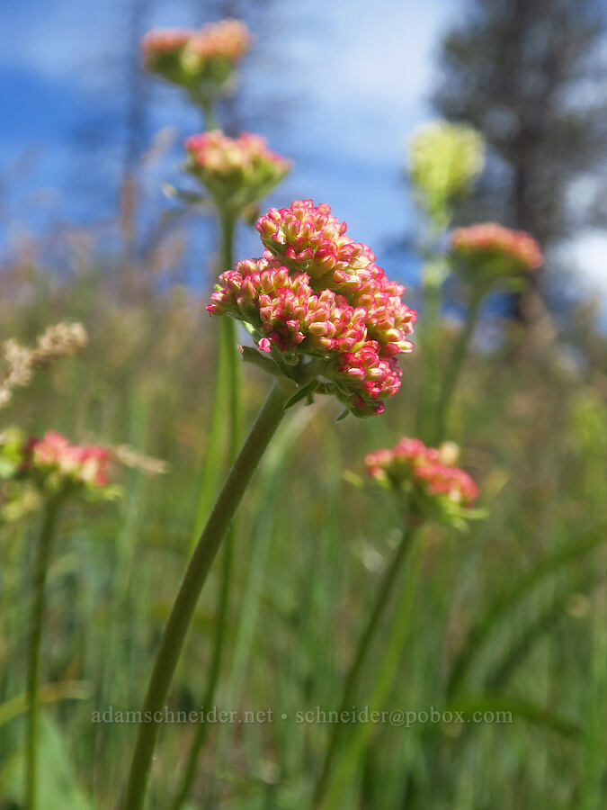 heart-leaf buckwheat, budding (Eriogonum compositum) [Brooks Memorial State Park, Klickitat County, Washington]