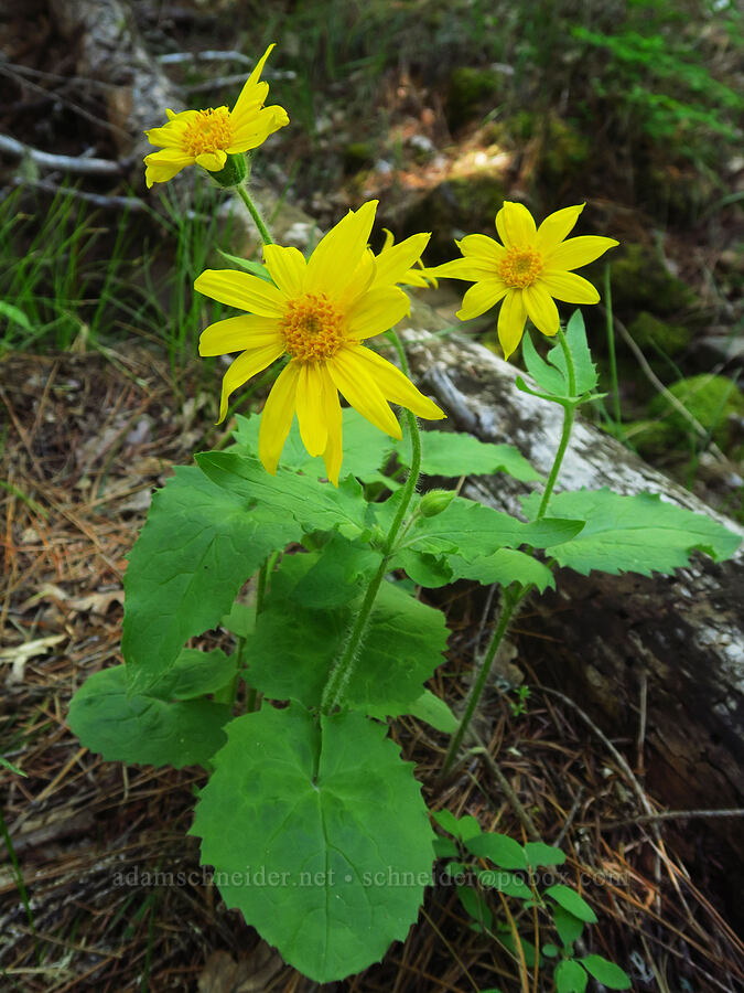 heart-leaf arnica (Arnica cordifolia) [Brooks Memorial State Park, Klickitat County, Washington]