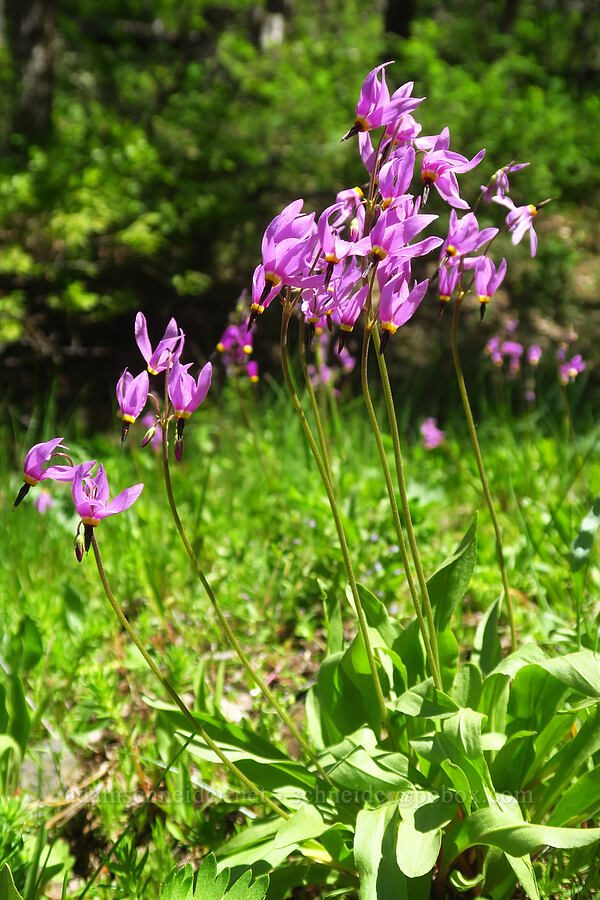 poet's shooting stars (Dodecatheon poeticum (Primula poetica)) [Brooks Memorial State Park, Klickitat County, Washington]