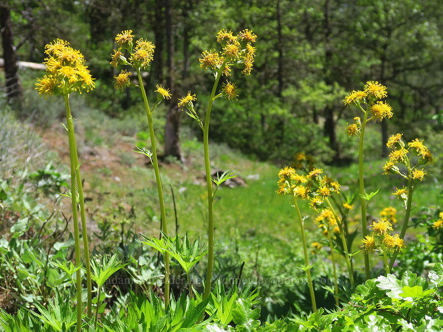silver-crown luina (Cacaliopsis nardosmia (Cacalia nardosmia)) [Brooks Memorial State Park, Klickitat County, Washington]