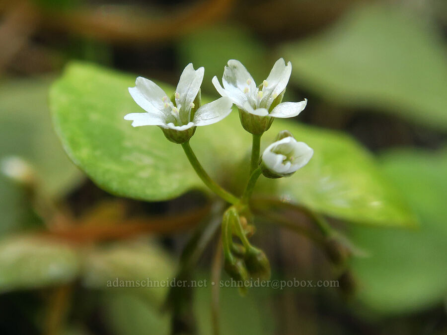 red-stem miner's lettuce (Claytonia rubra (Montia rubra)) [Brooks Memorial State Park, Klickitat County, Washington]