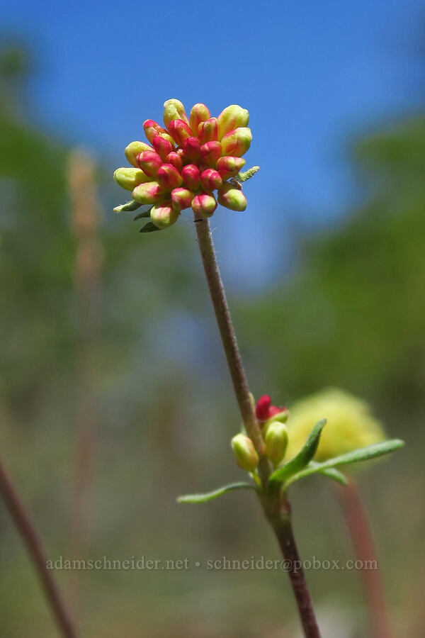 scabland buckwheat, budding (Eriogonum sphaerocephalum var. sublineare (Eriogonum douglasii var. tenue)) [Brooks Memorial State Park, Klickitat County, Washington]