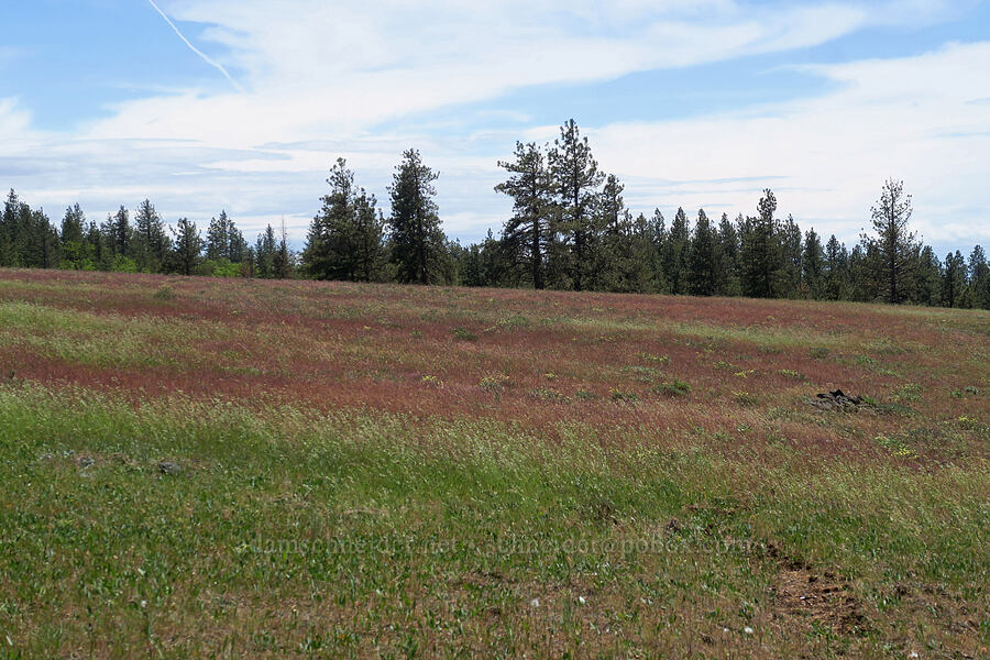 dry uplands [Brooks Memorial State Park, Klickitat County, Washington]