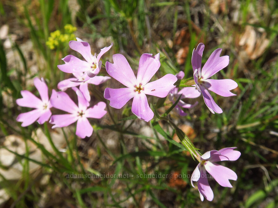 showy phlox (Phlox speciosa) [Soda Springs Wildlife Area, Klickitat County, Washington]