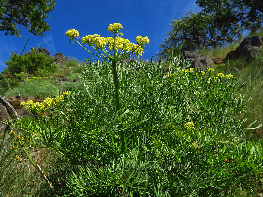 Suksdorf's desert parsley (Lomatium suksdorfii) [Soda Springs Wildlife Area, Klickitat County, Washington]