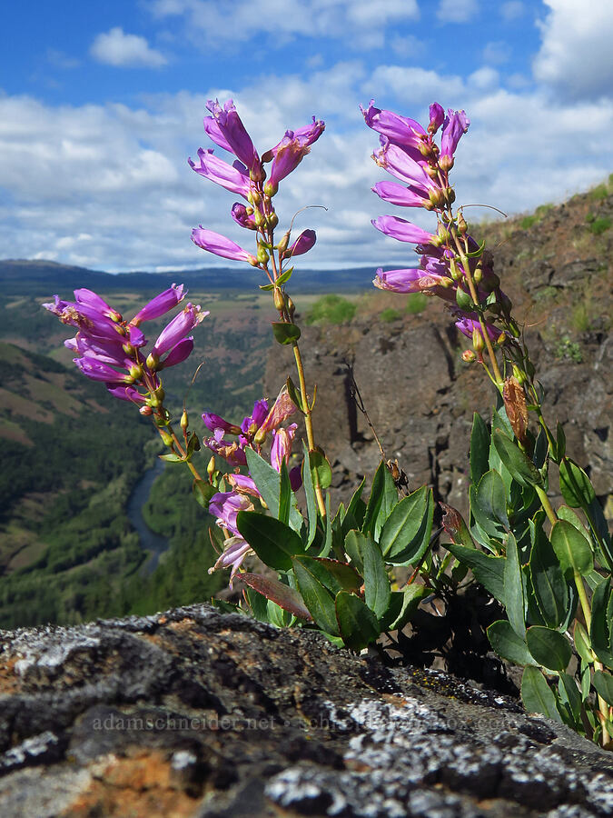 Barrett's penstemon (Penstemon barrettiae) [Soda Springs Wildlife Area, Klickitat County, Washington]