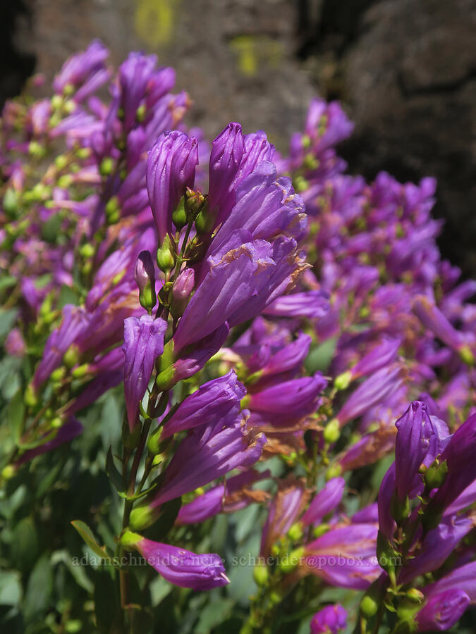 Barrett's penstemon (Penstemon barrettiae) [Soda Springs Wildlife Area, Klickitat County, Washington]