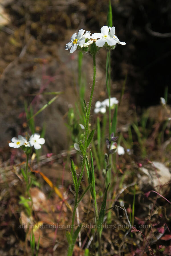 cryptantha (Cryptantha sp.) [Soda Springs Wildlife Area, Klickitat County, Washington]