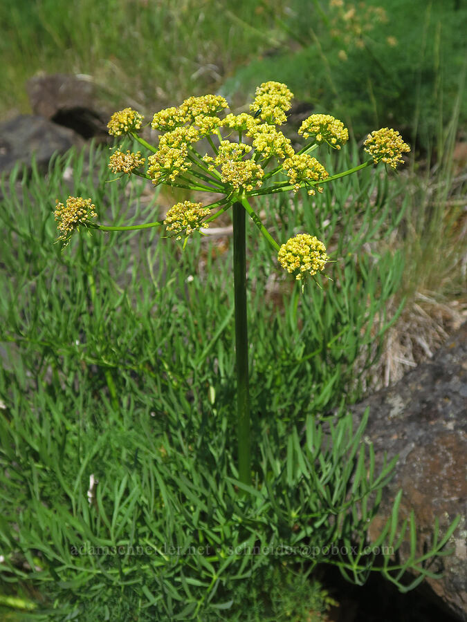 Suksdorf's desert parsley (Lomatium suksdorfii) [Soda Springs Wildlife Area, Klickitat County, Washington]