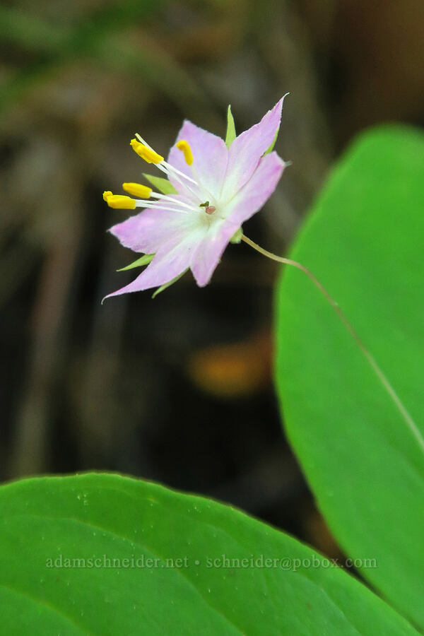 western starflower (Lysimachia latifolia (Trientalis borealis ssp. latifolia)) [Soda Springs Wildlife Area, Klickitat County, Washington]