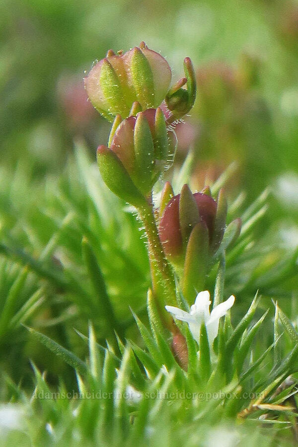 purslane speedwell, going to seed (Veronica peregrina var. xalapensis) [Soda Springs Wildlife Area, Klickitat County, Washington]