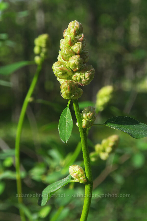 deer brush, budding (Ceanothus integerrimus) [Soda Springs Wildlife Area, Klickitat County, Washington]