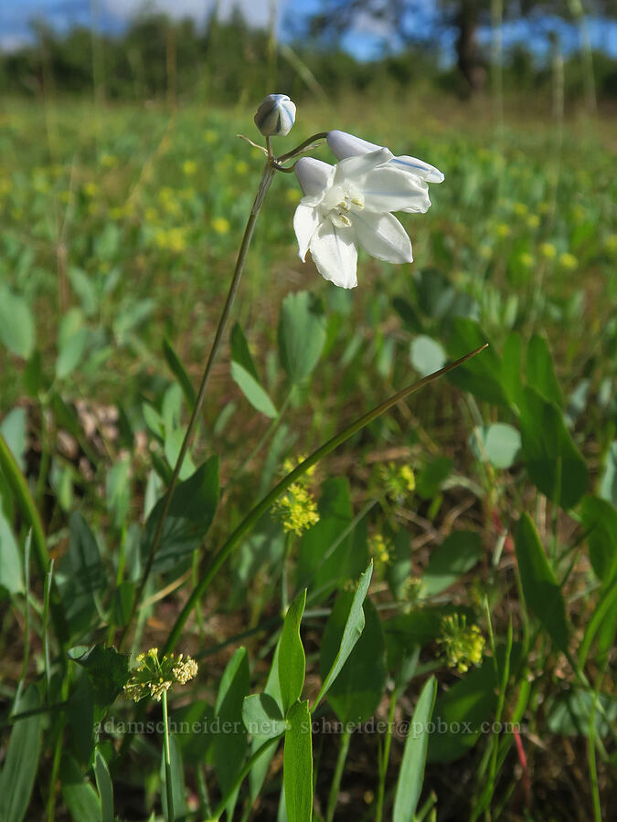 bi-colored cluster lily & bare-stem desert parsley (Triteleia grandiflora var. howellii (Brodiaea bicolor), Lomatium nudicaule) [Soda Springs Wildlife Area, Klickitat County, Washington]