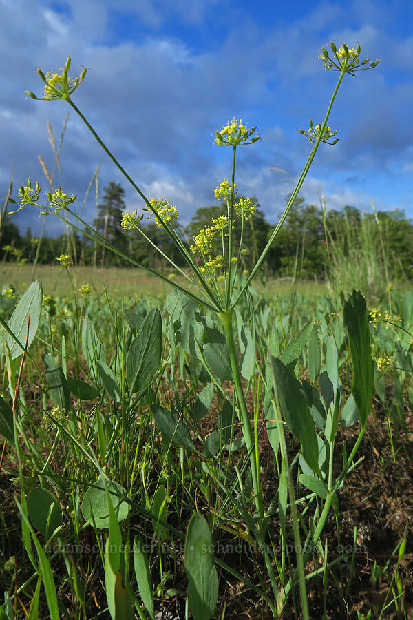 bare-stem desert parsley (Lomatium nudicaule) [Soda Springs Wildlife Area, Klickitat County, Washington]