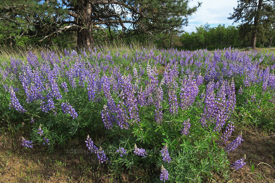 lupines (Lupinus sp.) [Soda Springs Wildlife Area, Klickitat County, Washington]