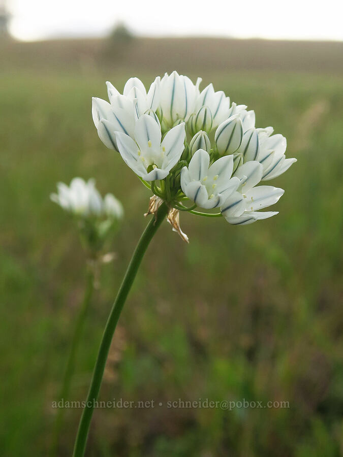 white brodiaea (hyacinth triteleia) (Triteleia hyacinthina (Brodiaea hyacinthina)) [Horseshoe Bend Road, Klickitat County, Washington]