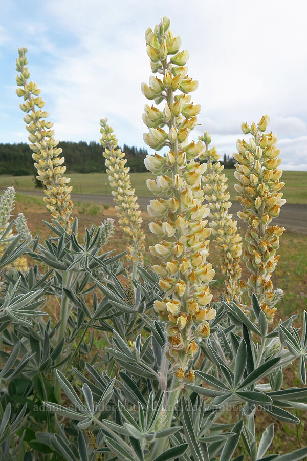 yellow velvet lupine (Lupinus leucophyllus) [Horseshoe Bend Road, Klickitat County, Washington]