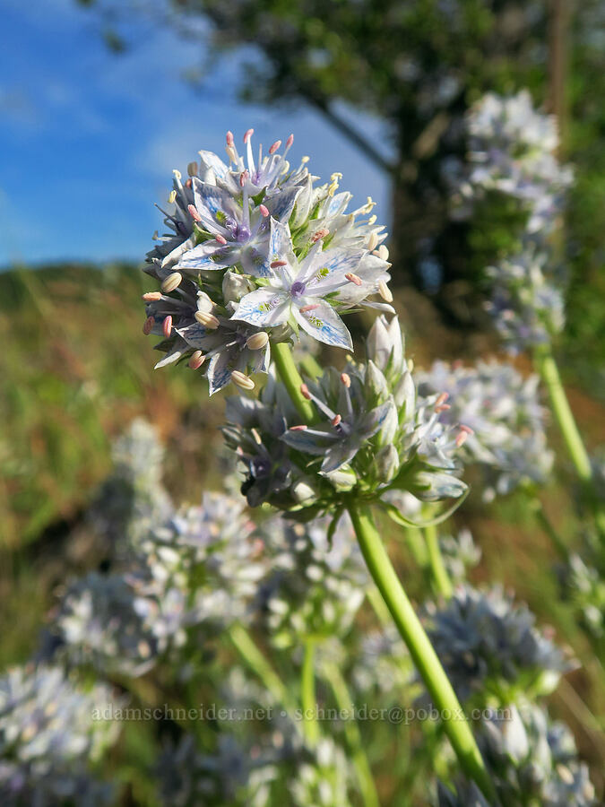 white-stem frasera (Frasera albicaulis var. columbiana (Swertia columbiana)) [Horseshoe Bend Road, Klickitat County, Washington]