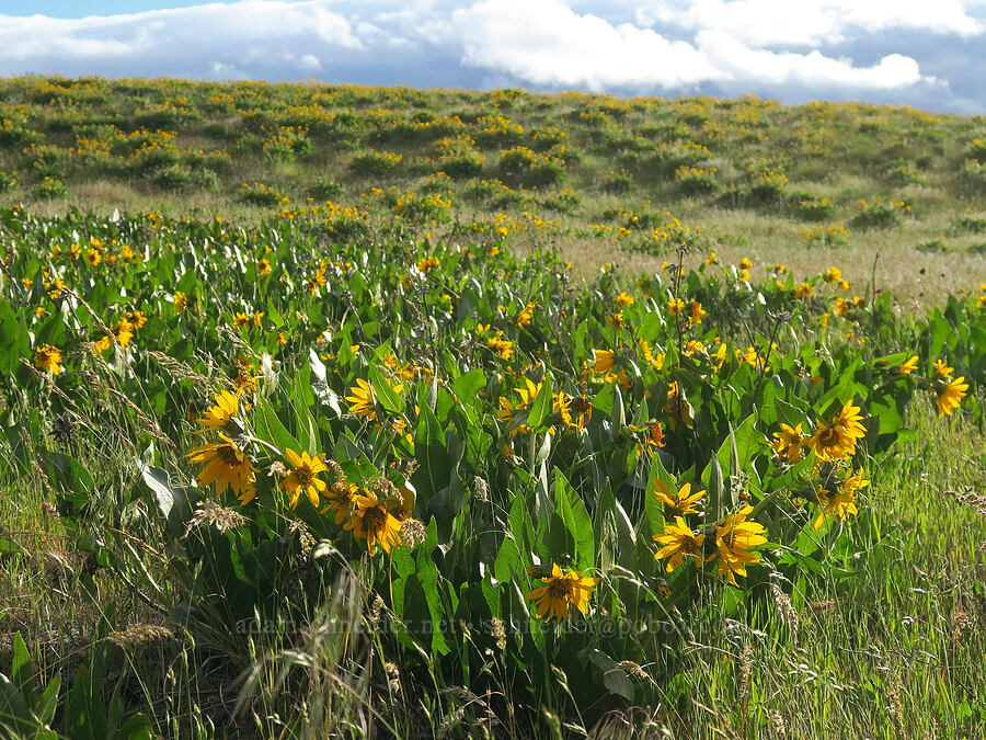northern mule's ears (Wyethia amplexicaulis) [Harms Road, Klickitat County, Washington]