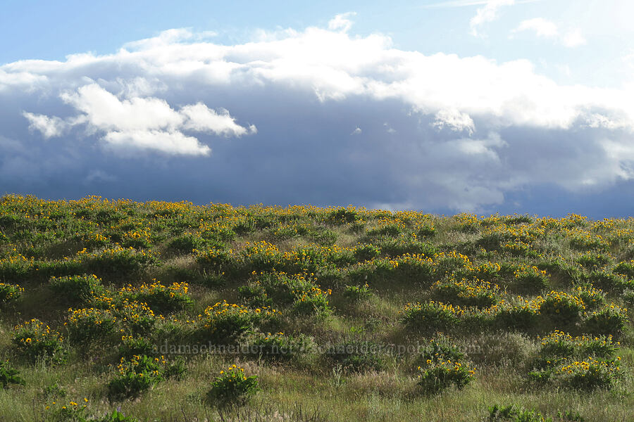 balsamroot (Balsamorhiza sp.) [Harms Road, Klickitat County, Washington]