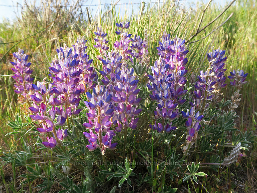prairie lupine (Lupinus lepidus var. aridus) [Swale Creek Wildlife Area, Klickitat County, Washington]