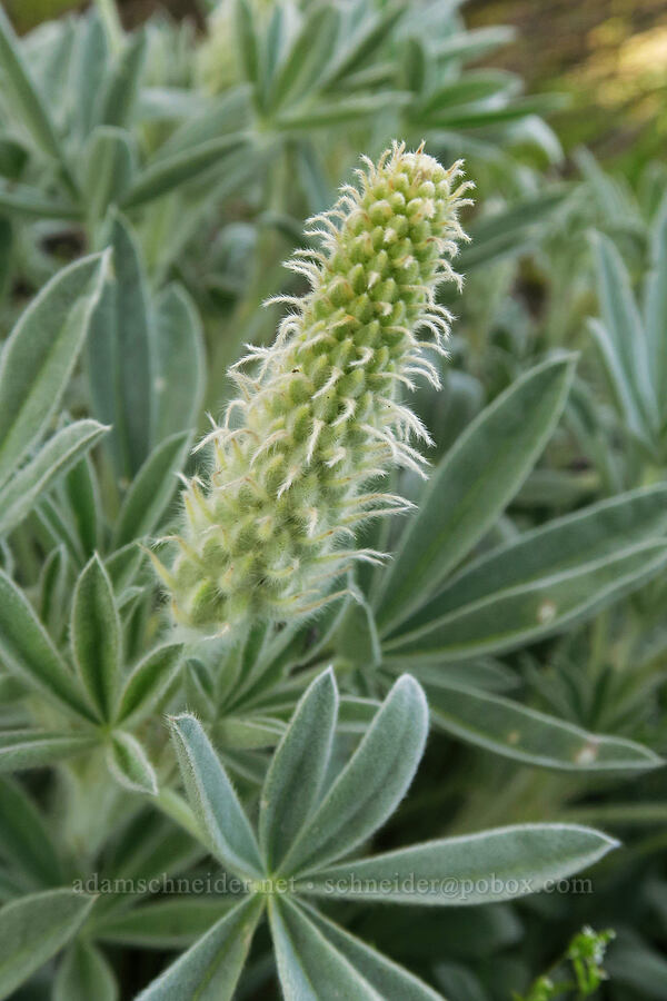 yellow velvet lupine, budding (Lupinus leucophyllus) [Swale Creek Wildlife Area, Klickitat County, Washington]