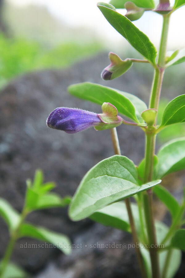 narrow-leaf skullcap, budding (Scutellaria angustifolia) [Swale Creek Wildlife Area, Klickitat County, Washington]