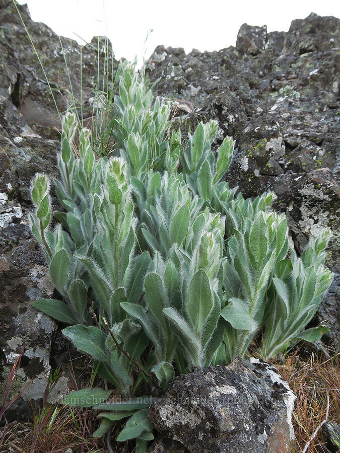 Scouler's hawkweed leaves (Hieracium scouleri) [Swale Creek Wildlife Area, Klickitat County, Washington]