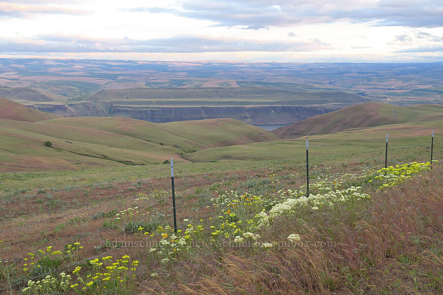 heart-leaf buckwheat (Eriogonum compositum) [Dalles Mountain Road, Klickitat County, Washington]