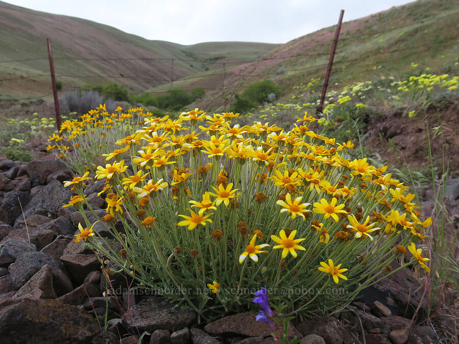Oregon sunshine, fading (Eriophyllum lanatum) [Dalles Mountain Road, Klickitat County, Washington]