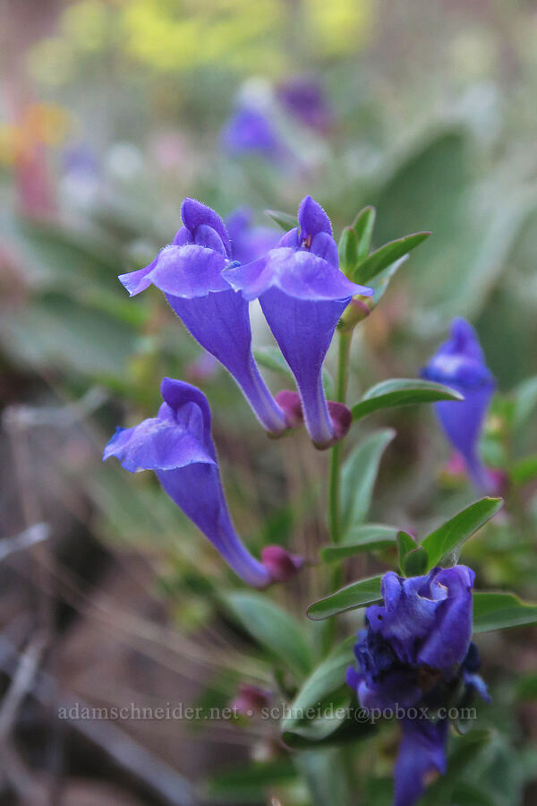 narrow-leaf skullcap (Scutellaria angustifolia) [Dalles Mountain Road, Klickitat County, Washington]