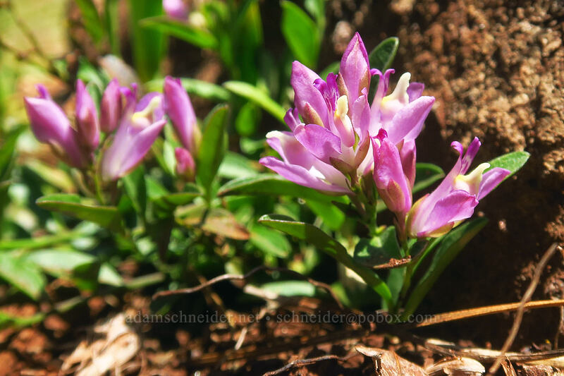 California milkwort (Polygala californica (Rhinotropis californica)) [Kerby Flat Trail, Rogue River-Siskiyou National Forest, Josephine County, Oregon]