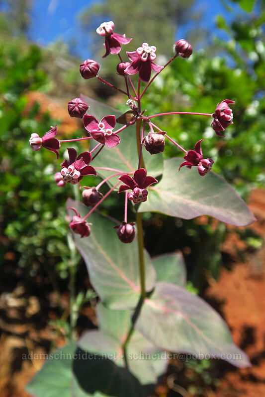 purple milkweed (Asclepias cordifolia) [Kerby Flat Trail, Rogue River-Siskiyou National Forest, Josephine County, Oregon]