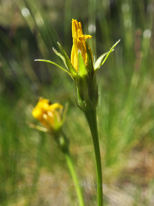 cut-leaf silverpuffs (Microseris laciniata (Scorzonella laciniata)) [Kerby Flat Trail, Rogue River-Siskiyou National Forest, Josephine County, Oregon]
