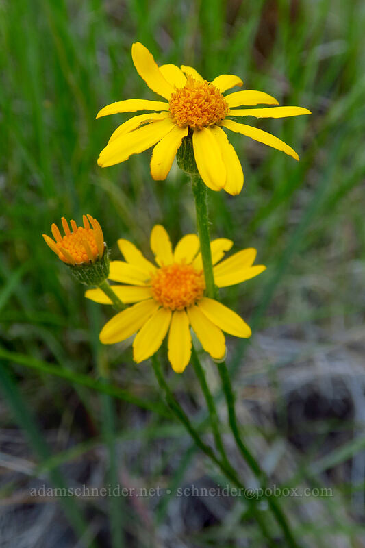 serpentine groundsel (Siskiyou butterweed) (Packera hesperia (Senecio hesperius)) [Kerby Flat Trail, Rogue River-Siskiyou National Forest, Josephine County, Oregon]