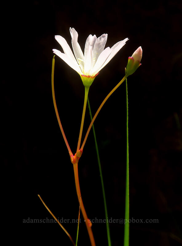 opposite-leaf lewisia (Lewisia oppositifolia) [Kerby Flat Trail, Rogue River-Siskiyou National Forest, Josephine County, Oregon]