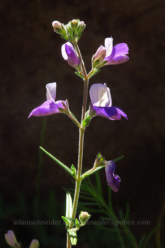 narrow-leaf blue-eyed-Mary (Collinsia linearis (Collinsia rattanii var. linearis)) [Kerby Flat Trail, Rogue River-Siskiyou National Forest, Josephine County, Oregon]