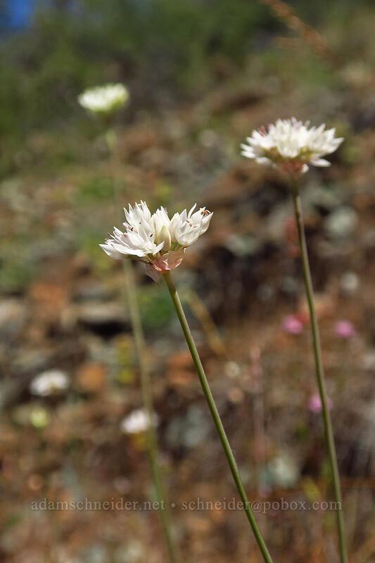 narrow-leaf onion (Allium amplectens) [Kerby Flat Trail, Rogue River-Siskiyou National Forest, Josephine County, Oregon]
