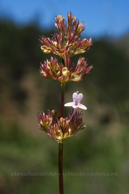 plectritis (Plectritis sp.) [Kerby Flat Trail, Rogue River-Siskiyou National Forest, Josephine County, Oregon]