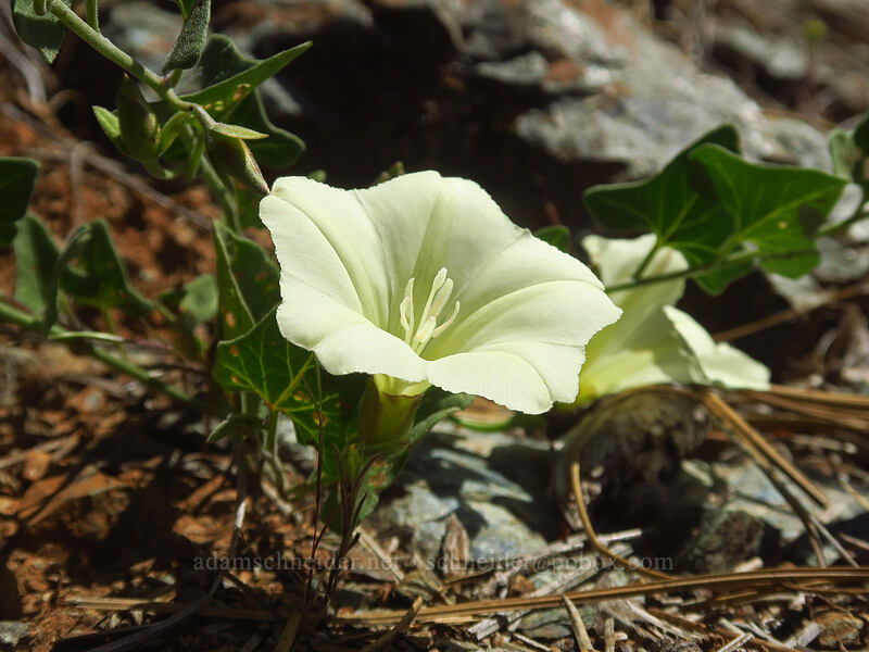 western morning glory (Calystegia occidentalis ssp. occidentalis) [Kerby Flat Trail, Rogue River-Siskiyou National Forest, Josephine County, Oregon]