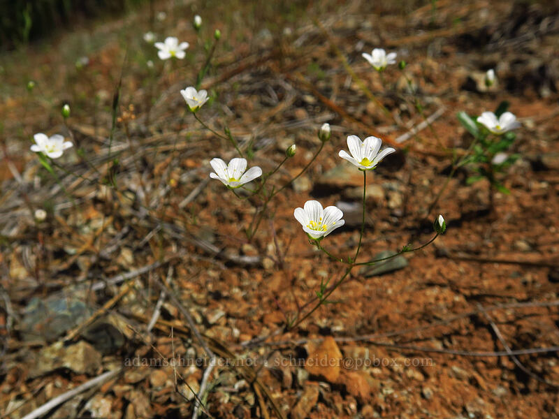 Douglas' stitchwort (Minuartia douglasii (Sabulina douglasii) (Arenaria douglasii)) [Kerby Flat Trail, Rogue River-Siskiyou National Forest, Josephine County, Oregon]