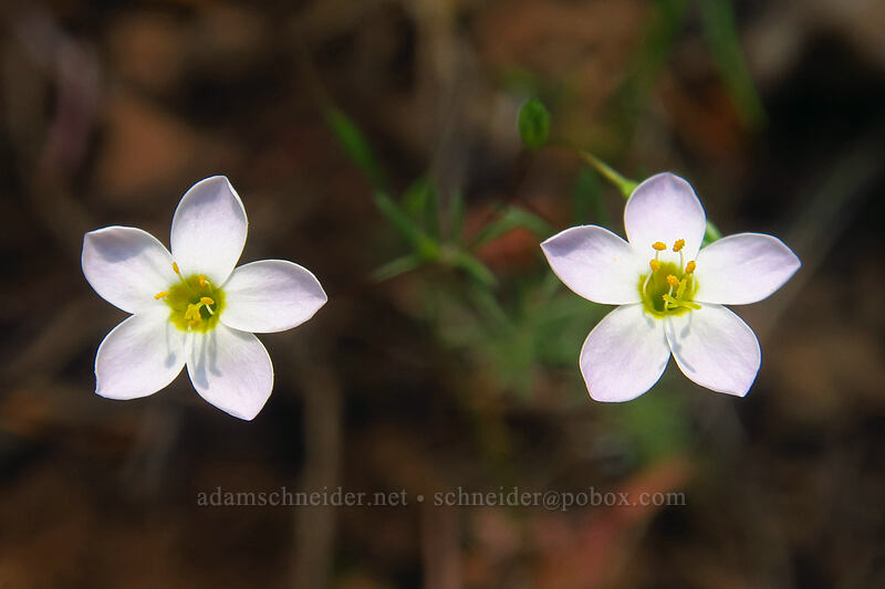 Bolander's linanthus (Leptosiphon bolanderi (Linanthus bakeri)) [Kerby Flat Trail, Rogue River-Siskiyou National Forest, Josephine County, Oregon]
